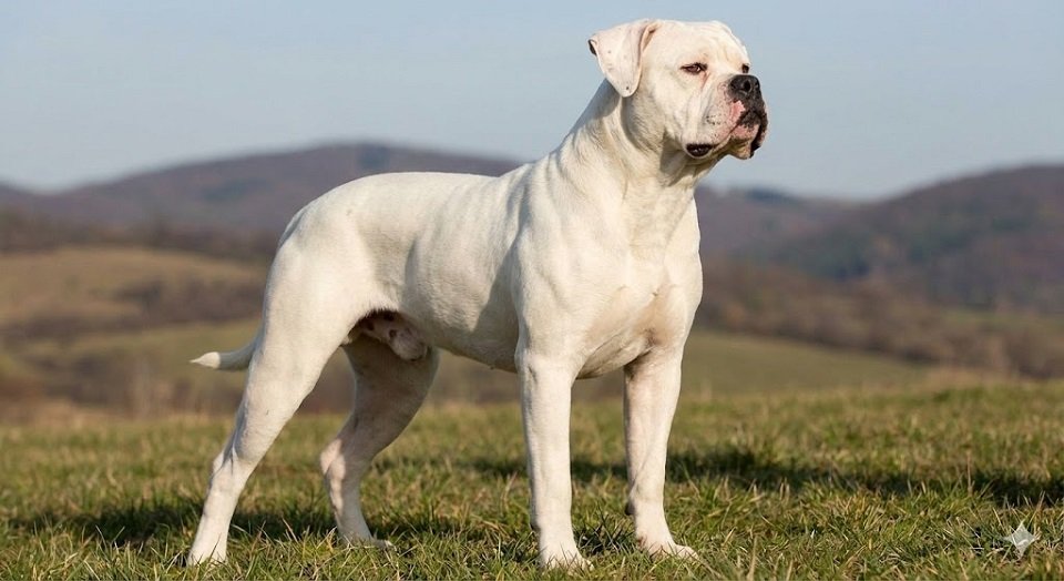 Um Bulldog Americano branco e robusto em pé em um gramado, exibindo sua musculatura definida e olhar atento.
