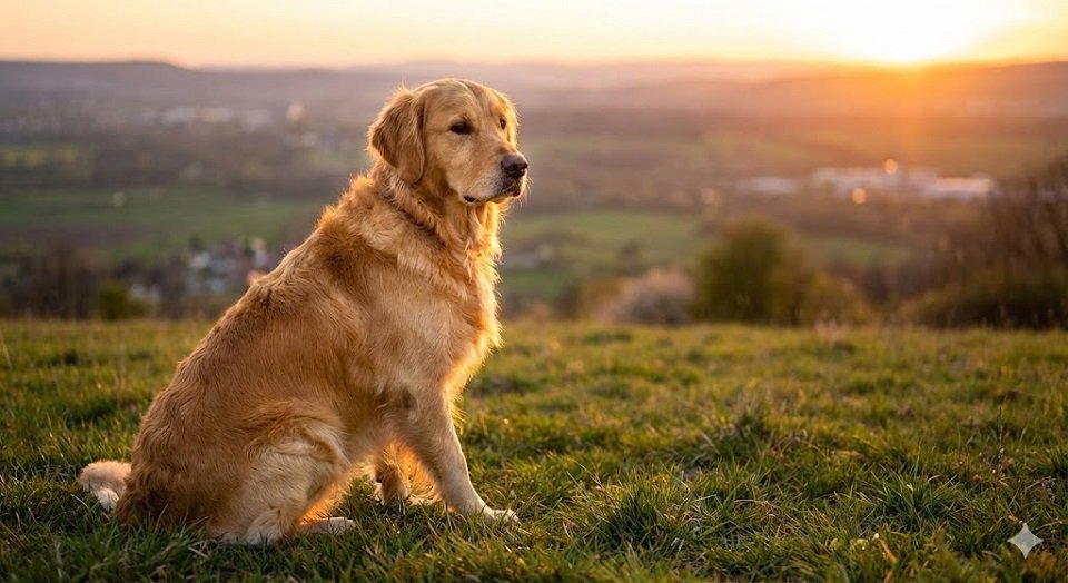 Golden Retriever adulto com pelagem dourada brilhante sentado ao pôr do sol, com expressão serena.