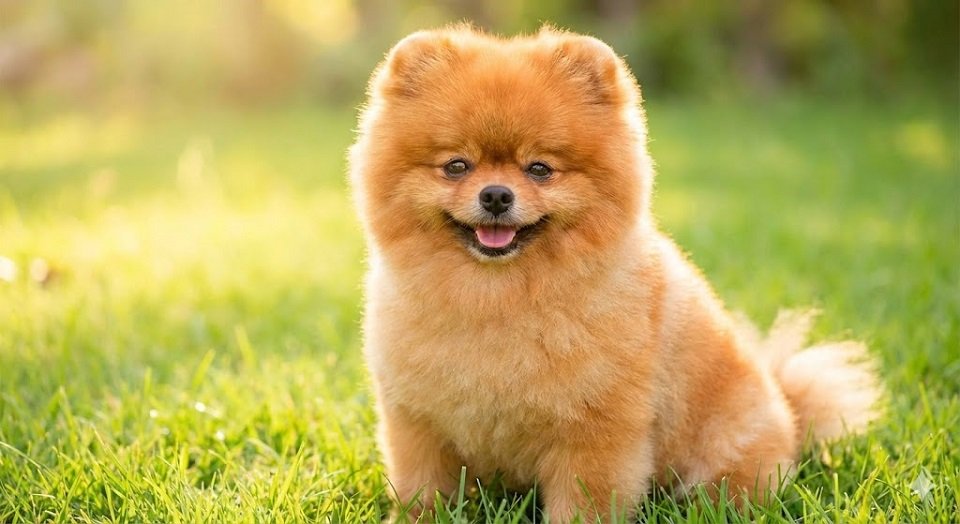 Um cachorro Lulu da Pomerânia de cor laranja, com a pelagem muito volumosa e tosada em formato arredondado, sorrindo em um gramado verde.