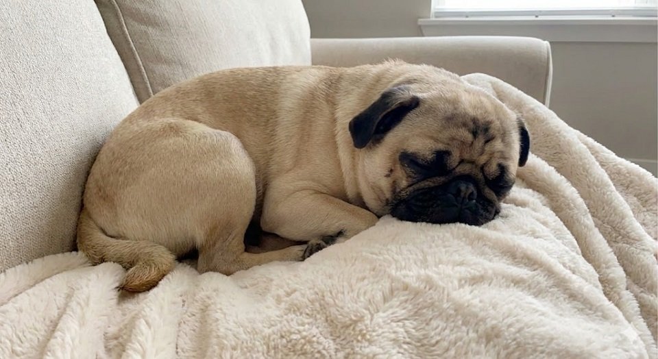 Um cachorro para apartamento Pug dormindo profundamente enrolado em uma manta macia, com expressão tranquila.