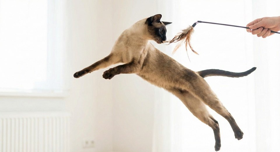 Gato Siamês magro e ágil pulando alto para pegar um brinquedo de pena, mostrando seu corpo atlético.
