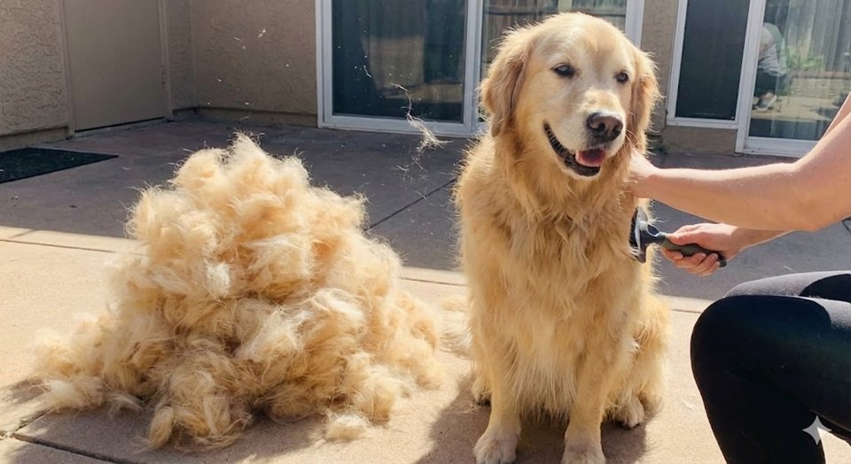Um cachorro (como Golden ou Husky) sendo escovado, com uma enorme pilha de pelos mortos acumulada ao lado dele, uma queda de pelo maior que o próprio cão.
