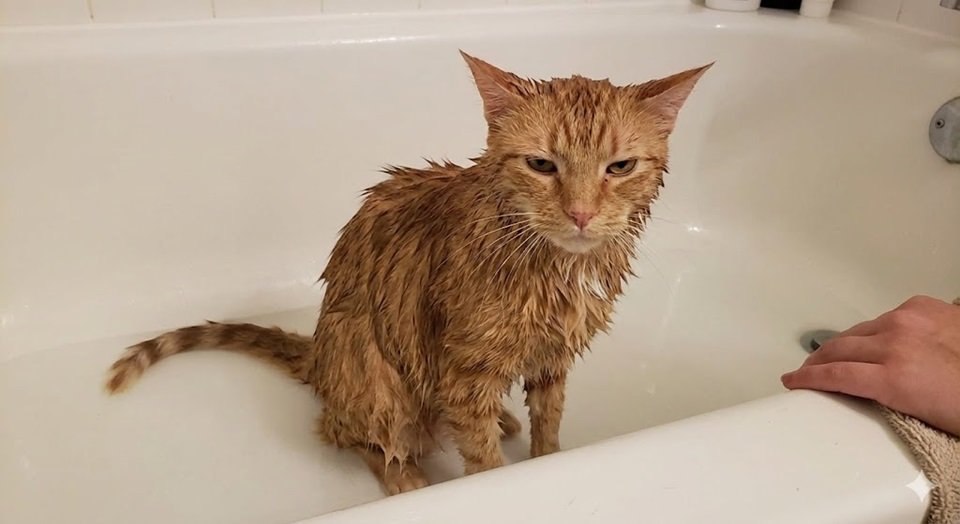 Gato molhado dentro de uma bacia ou banheira, com expressão visível de desconforto e orelhas baixas.