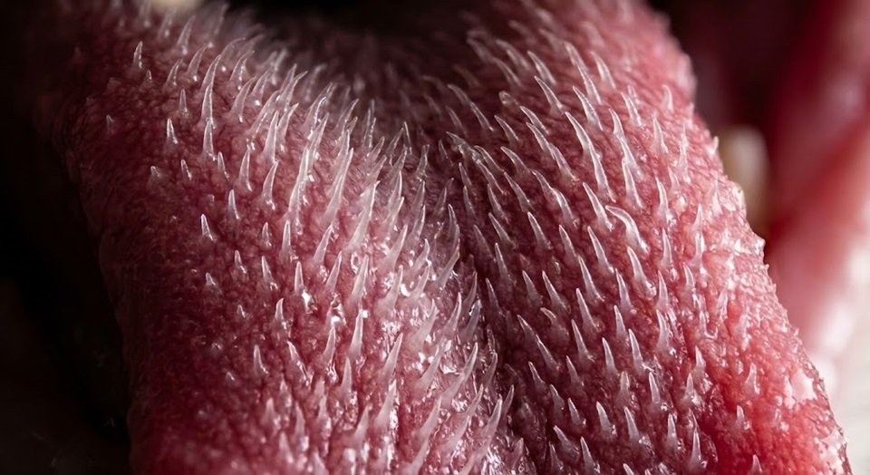 Close extremo (macro) da língua de um gato mostrando as papilas em formato de gancho.