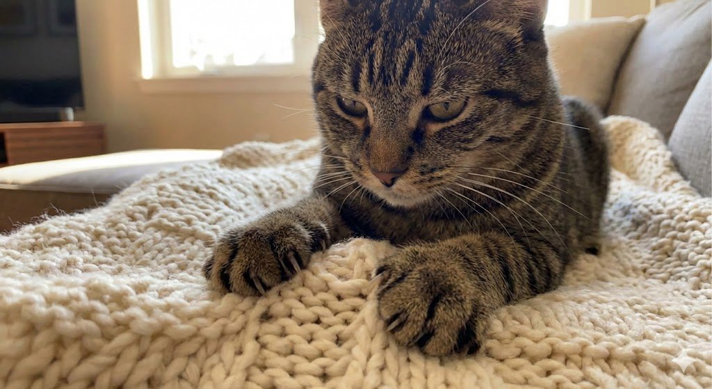 Um gato tigrado concentrado enquanto seus gatos amassam pãozinho em um cobertor de tricô macio.
